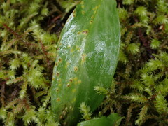 Uromyces heterodermus