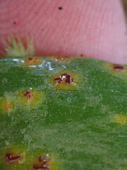 Uromyces heterodermus