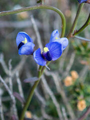 Comesperma volubile