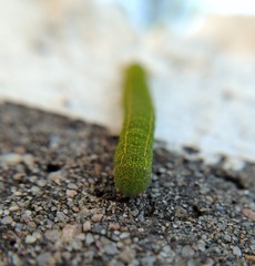 Panopoda