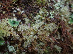 Pohlia longibracteata