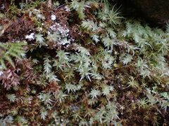 Pohlia longibracteata