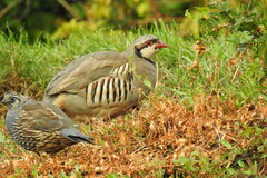 Alectoris chukar