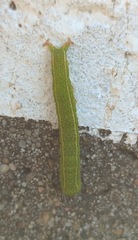 Panopoda