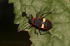 Dysdercus albofasciatus