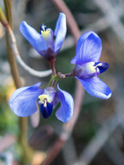 Comesperma volubile