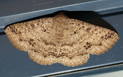 Ericeia sobria
