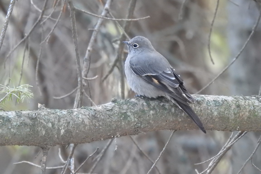 Townsend's Solitaire