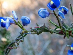 Comesperma volubile