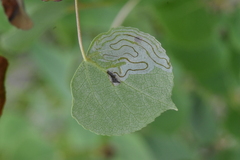 Phyllocnistis populiella