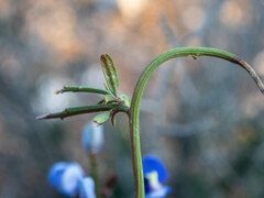 Comesperma volubile