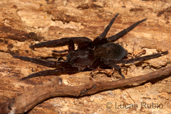 Asthenoctenus borellii