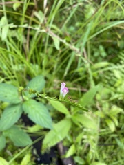 Spigelia hamelioides