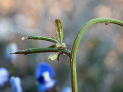 Comesperma volubile