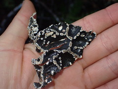 Lobaria anomala