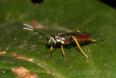 Cryptinae