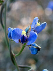 Comesperma volubile