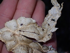 Lobaria anomala