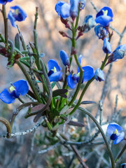 Comesperma volubile