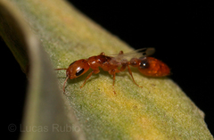 Pseudomyrmex