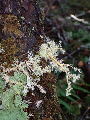 Sphaerophorus tuckermanii