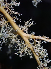 Sphaerophorus tuckermanii