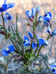 Comesperma volubile