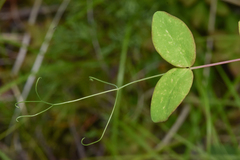 Lathyrus ochroleucus