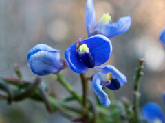 Comesperma volubile
