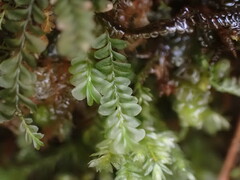 Plagiochila