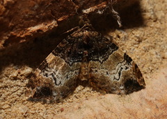 Chrysolarentia phaedra