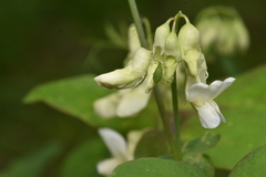 Lathyrus ochroleucus