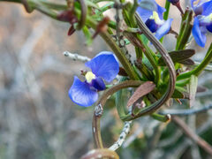 Comesperma volubile
