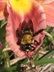 Xylocopa virginica