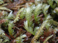 Mniaceae
