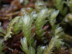 Mniaceae