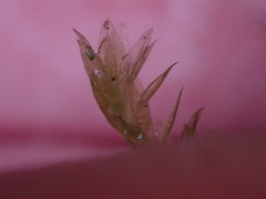 Mniaceae