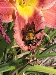 Xylocopa virginica