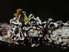 Hypogymnia hultenii
