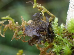 Scytinium polycarpum