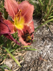 Xylocopa virginica