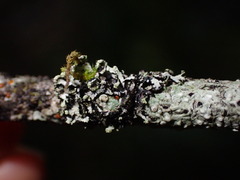 Hypogymnia hultenii