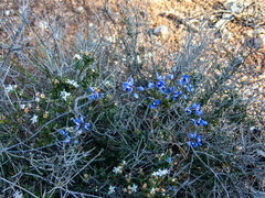 Comesperma volubile