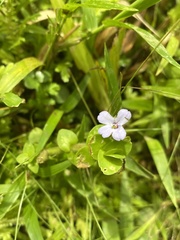 Bacopa salzmannii