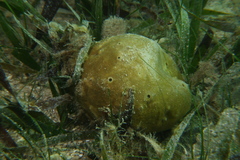 Asteropus