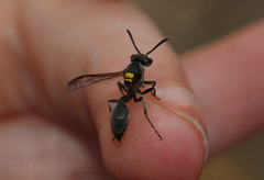 Polybia scutellaris