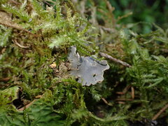 Lobaria hallii