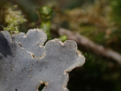 Lobaria hallii