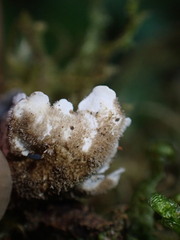 Lobaria hallii
