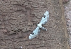 Eupithecia centaureata